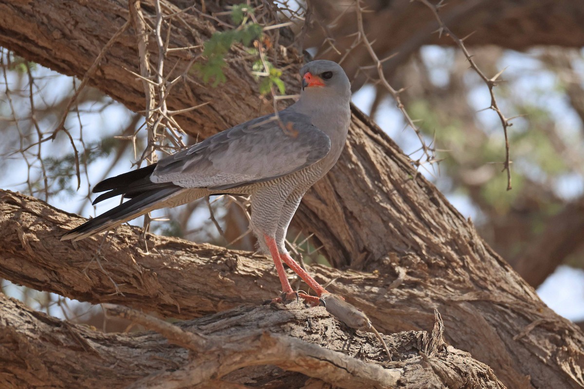 Pale Chanting-Goshawk - ML646783712