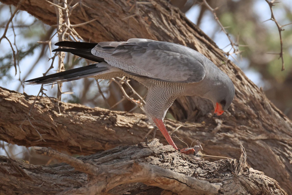 Pale Chanting-Goshawk - ML646783713