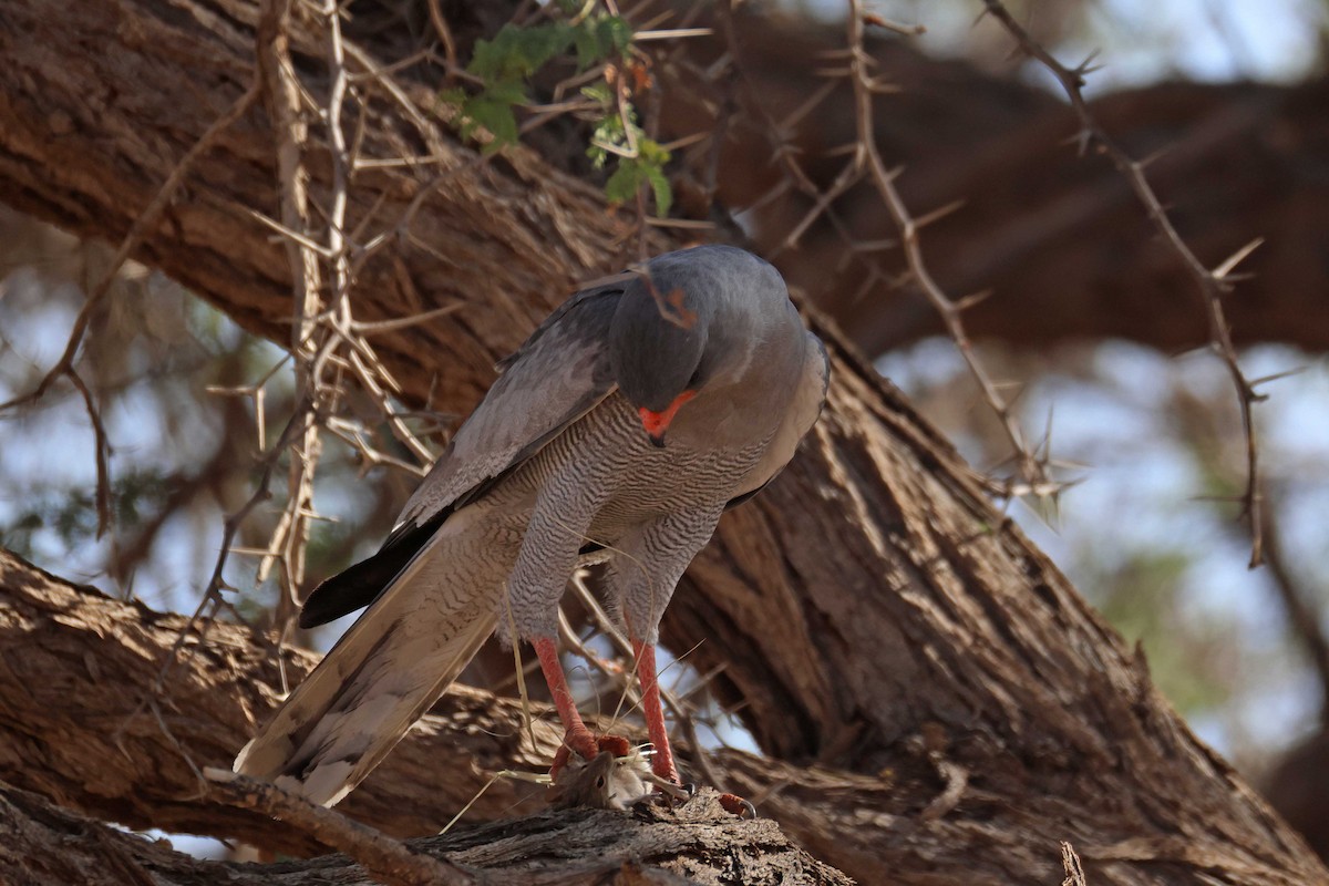Pale Chanting-Goshawk - ML646783714