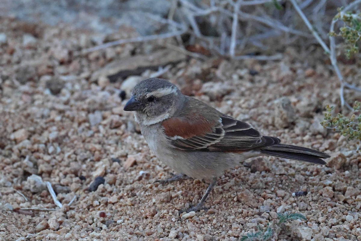 Cape Sparrow - ML646783726