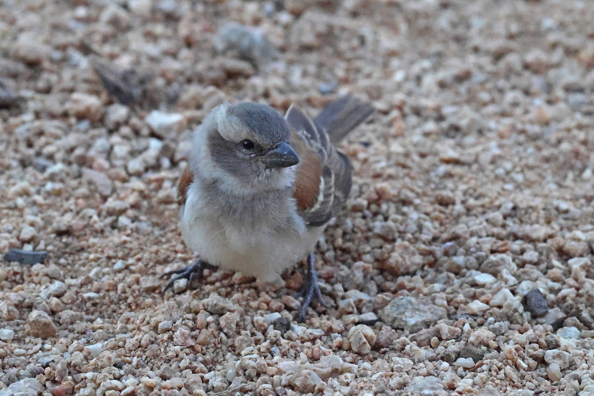 Cape Sparrow - ML646783727