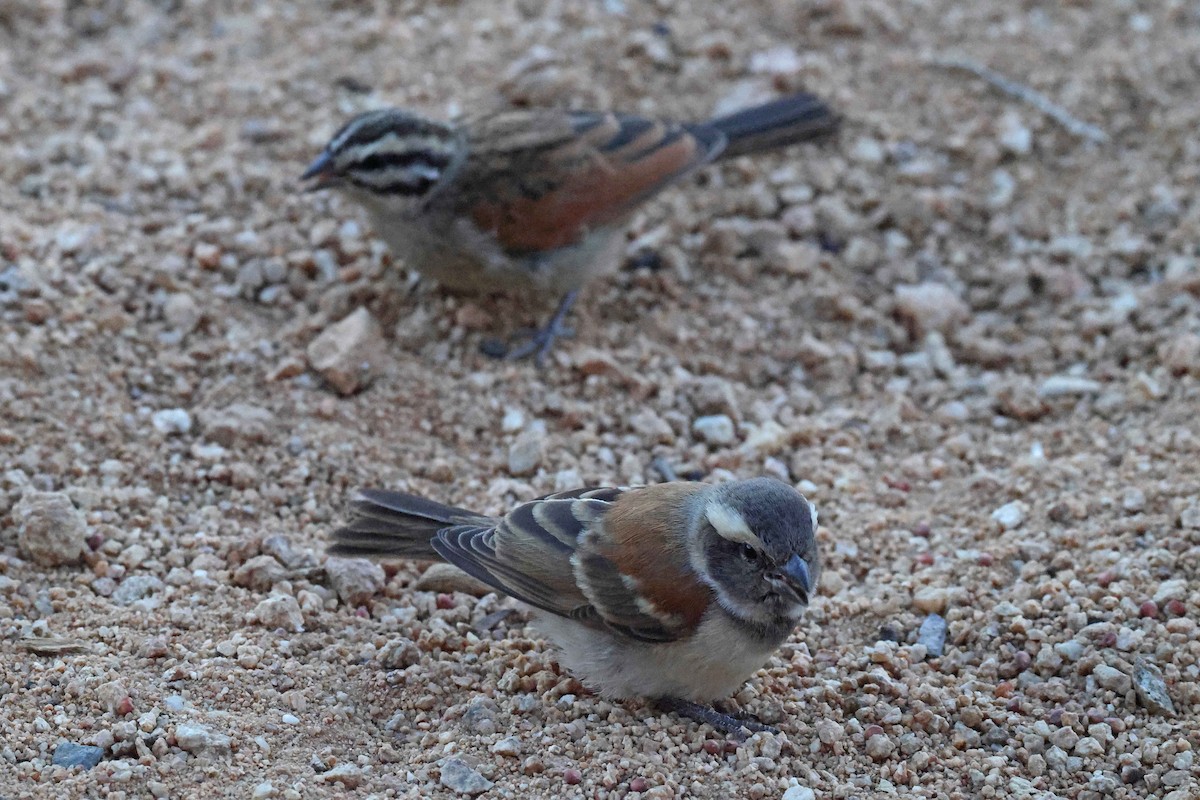 Cape Sparrow - ML646783728