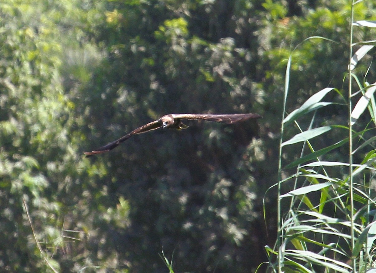 Western Marsh Harrier - ML646783730
