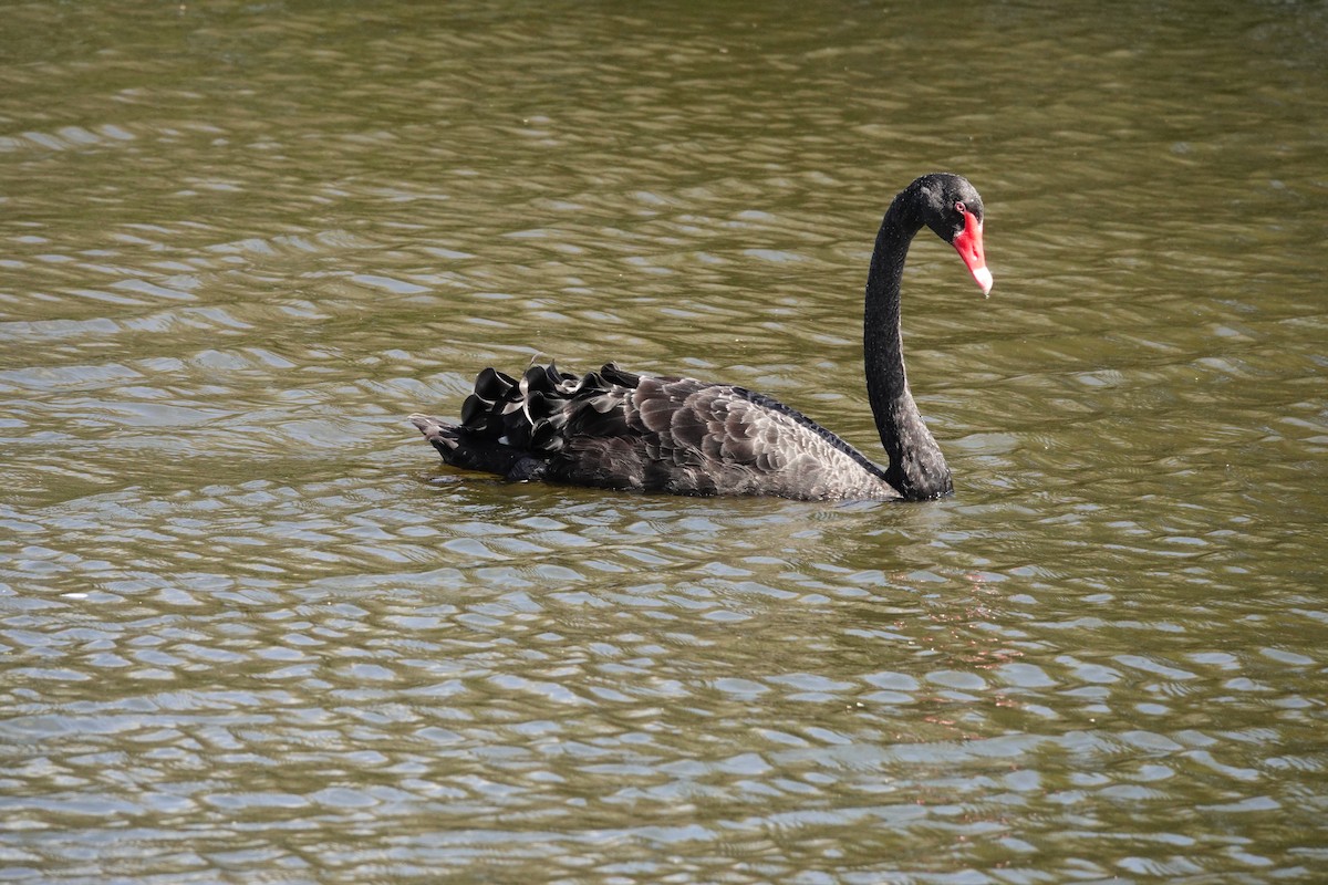 Black Swan - ML646783731