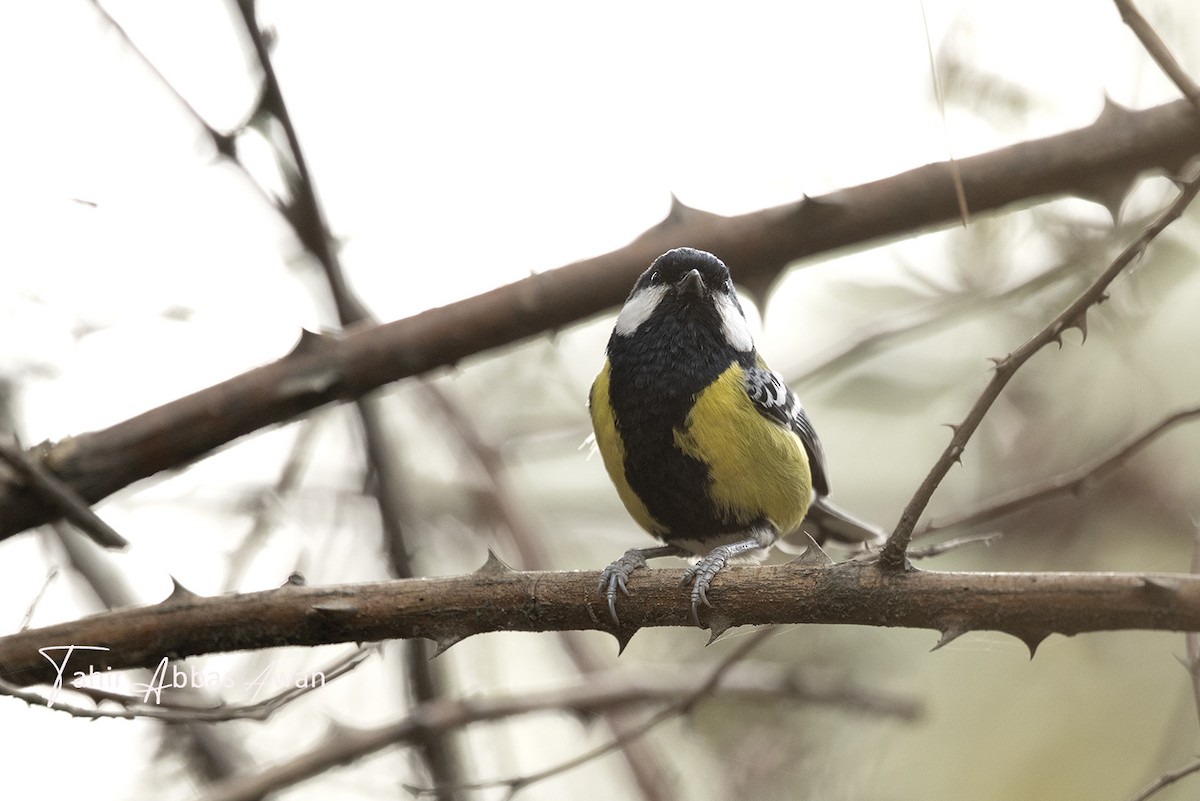 Mésange montagnarde - ML646783732