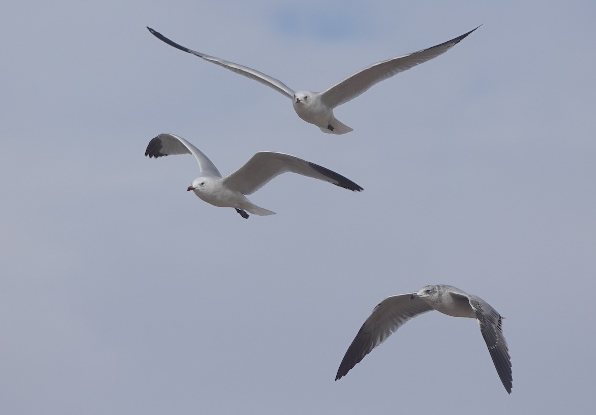 Audouin's Gull - ML646783734