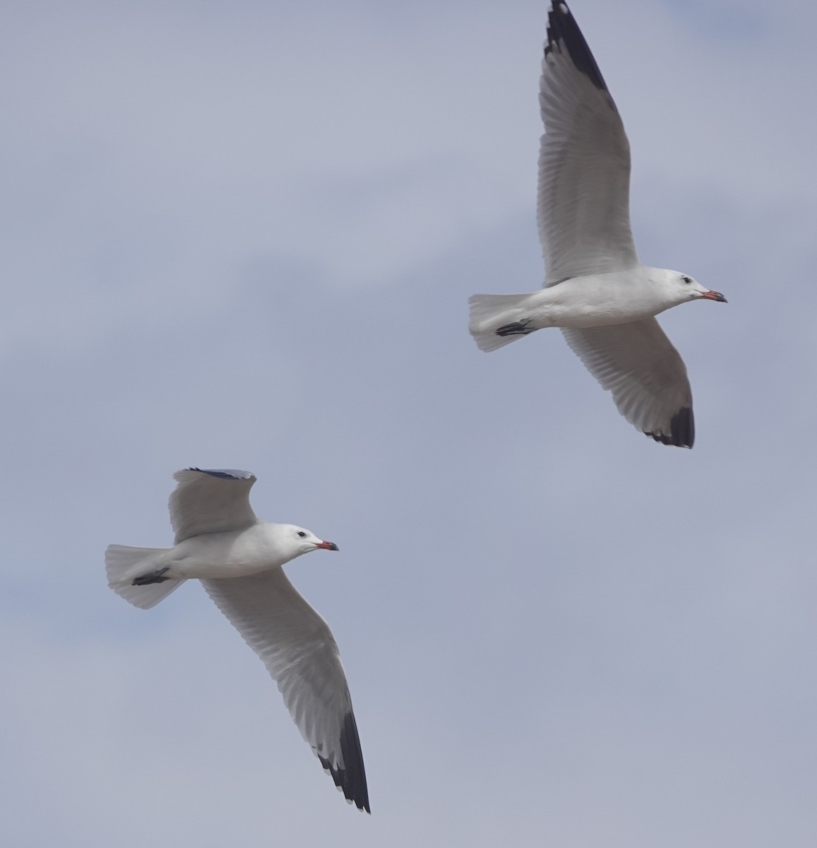 Audouin's Gull - ML646783735