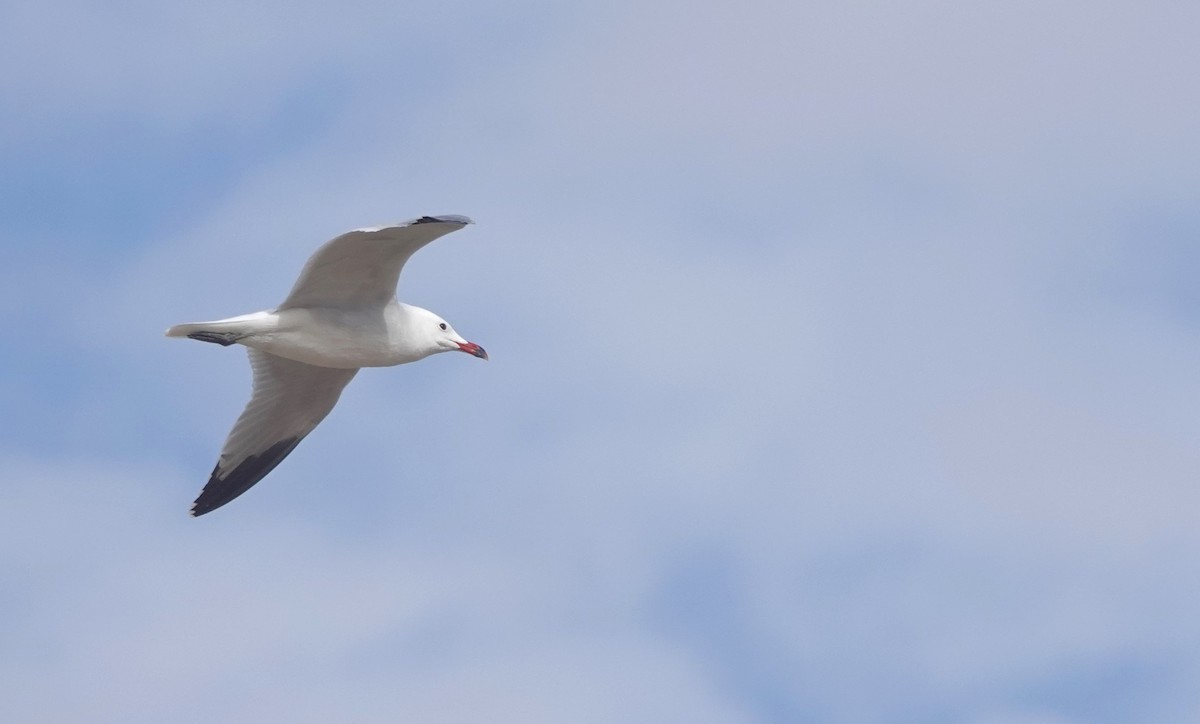 Audouin's Gull - ML646783736