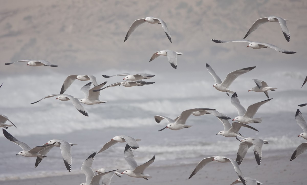 Audouin's Gull - ML646783737