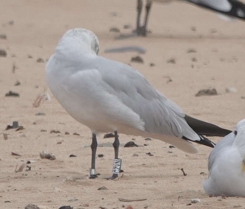 Audouin's Gull - ML646783738