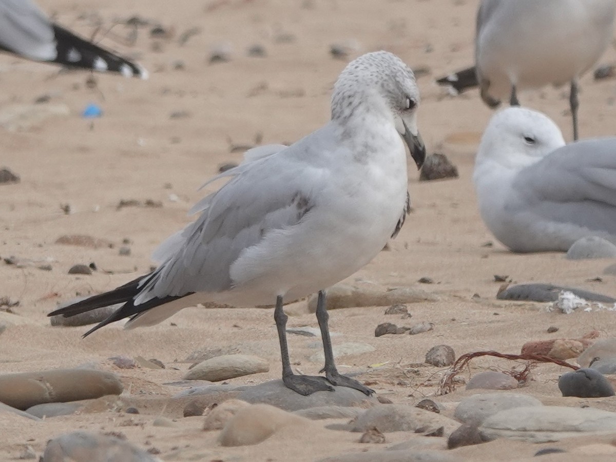 Audouin's Gull - ML646783739