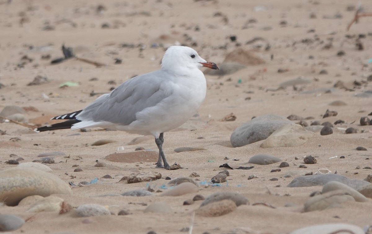 Audouin's Gull - ML646783740