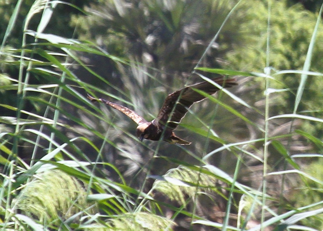Western Marsh Harrier - ML646783741