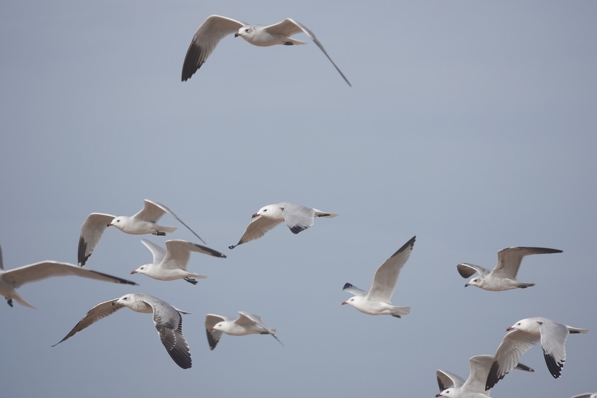 Audouin's Gull - ML646783742