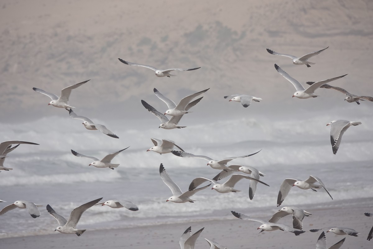 Audouin's Gull - ML646783743