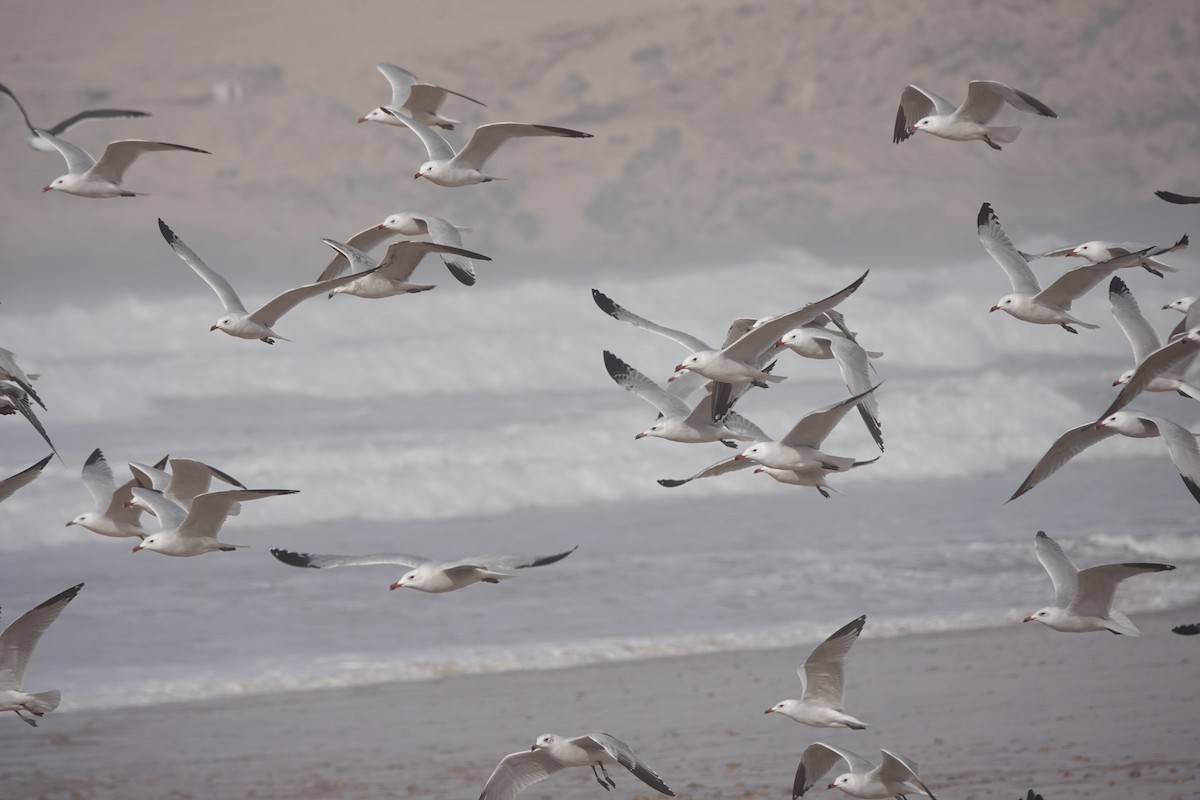 Audouin's Gull - ML646783744