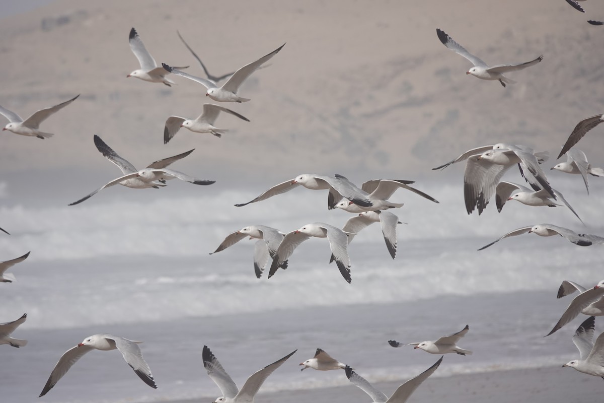 Audouin's Gull - ML646783745