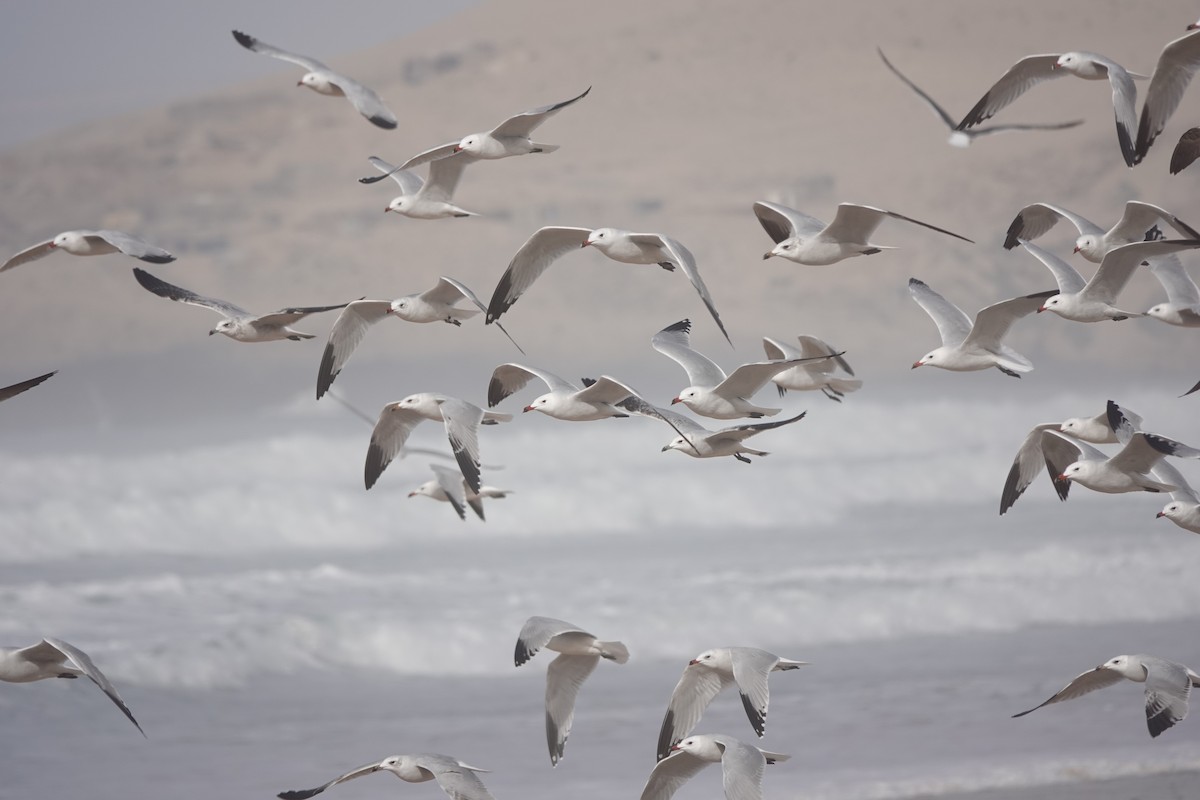 Audouin's Gull - ML646783746