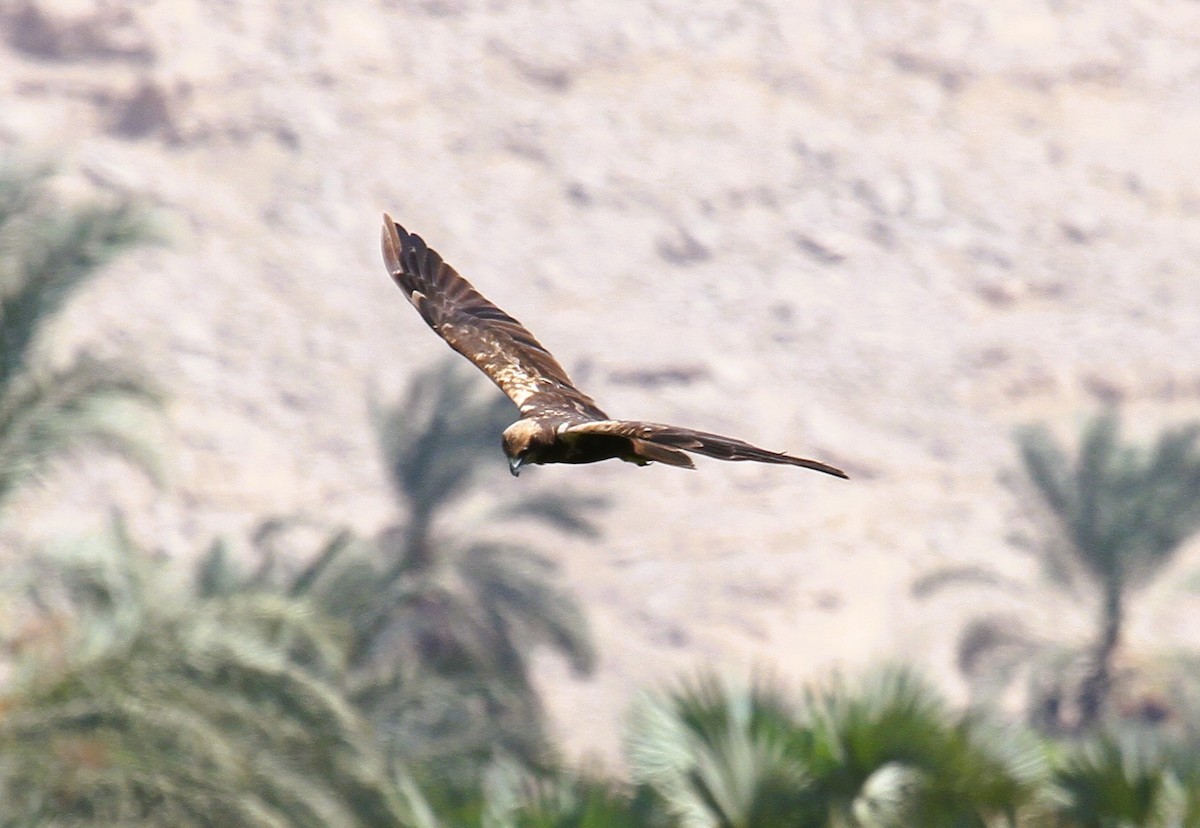 Western Marsh Harrier - ML646783747