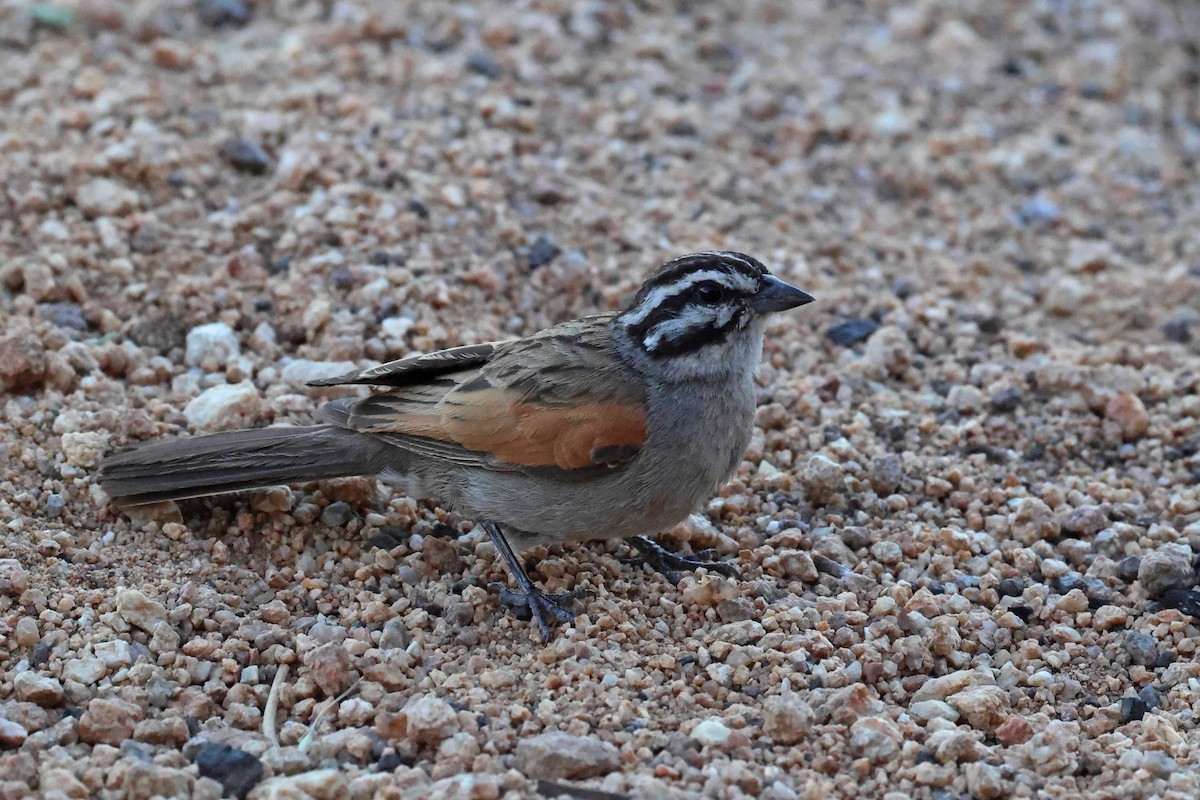 Cape Bunting - ML646783753