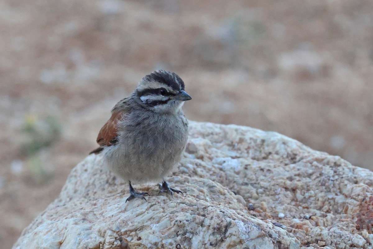 Cape Bunting - ML646783754