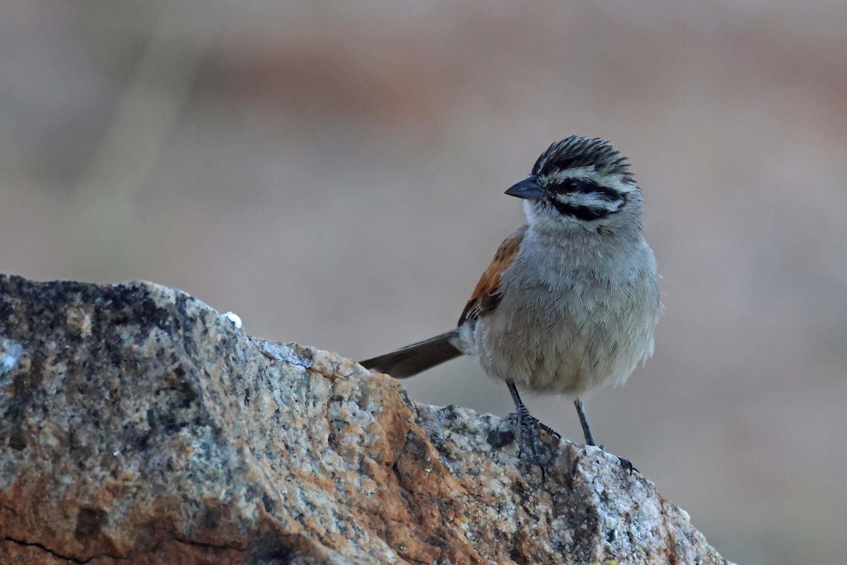 Cape Bunting - ML646783755