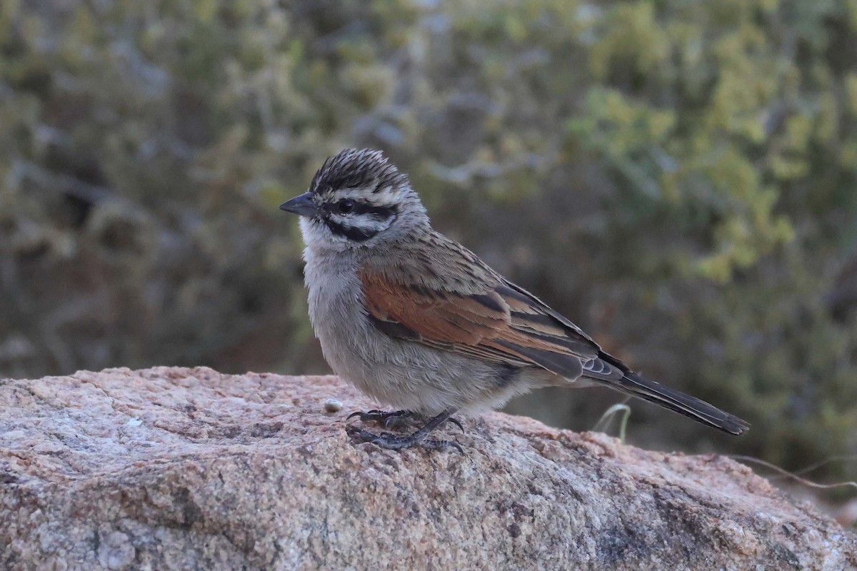 Cape Bunting - ML646783756