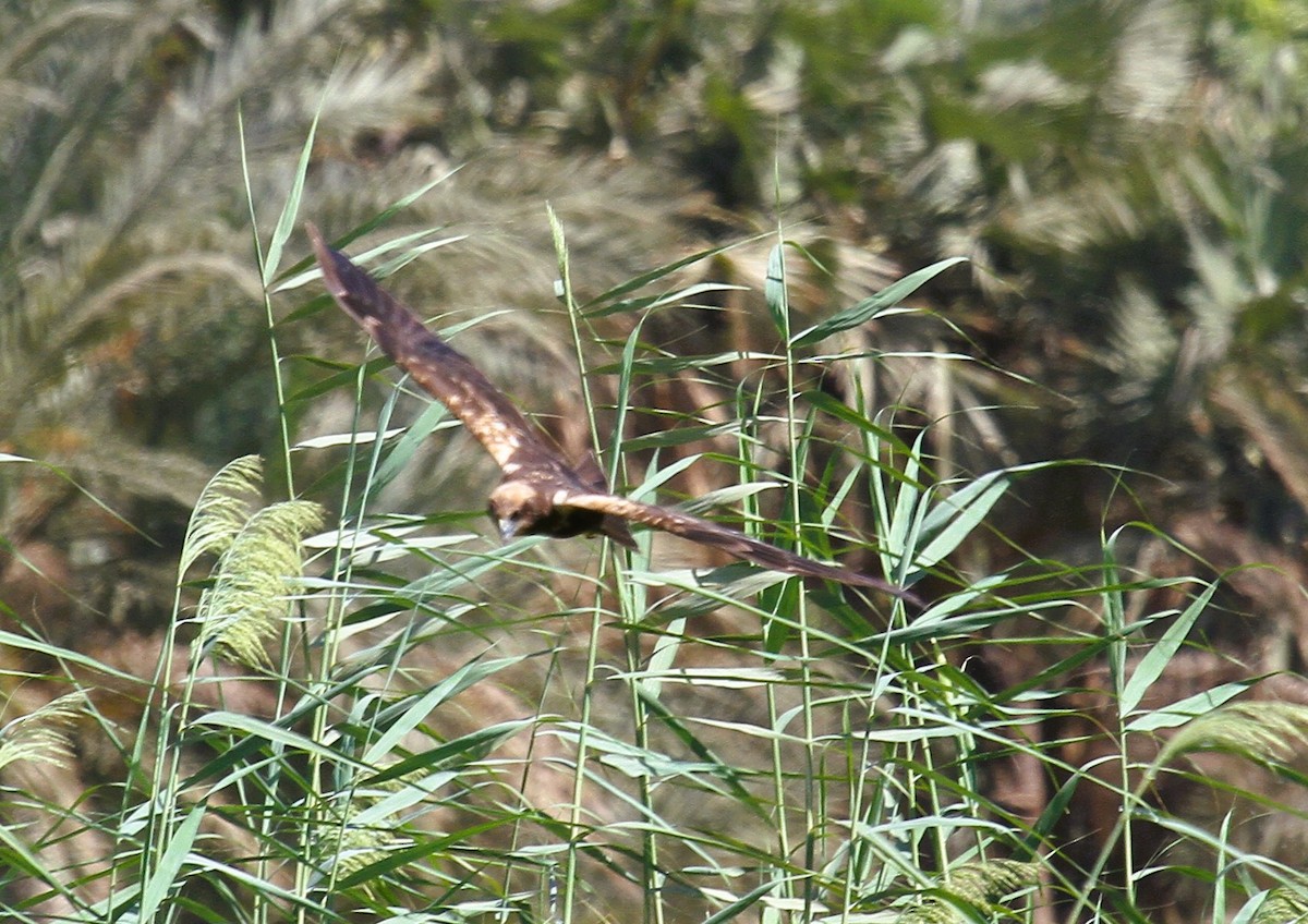 Western Marsh Harrier - ML646783757