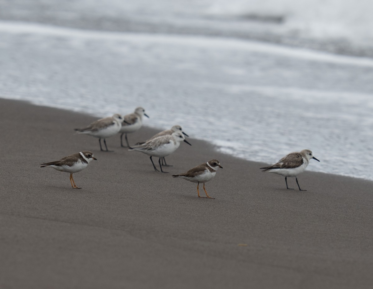 Semipalmated Plover - ML646783758
