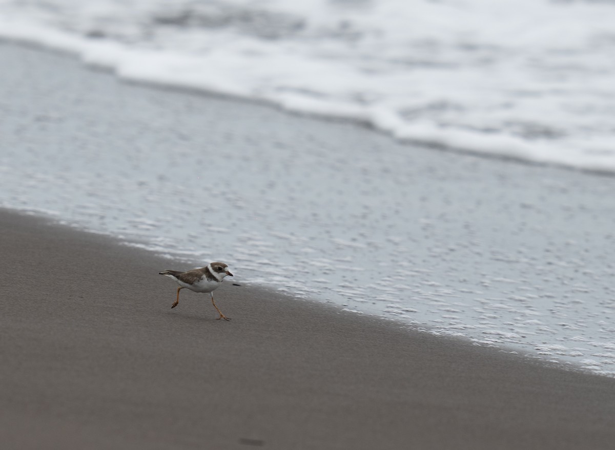 Semipalmated Plover - ML646783759