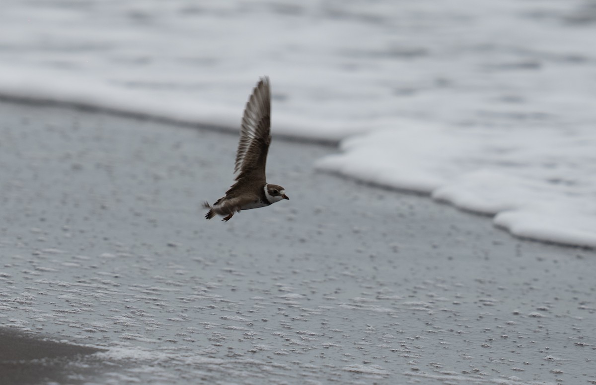Semipalmated Plover - ML646783760