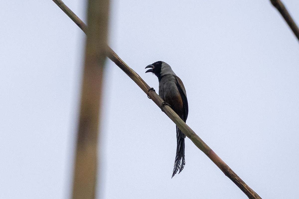 Urraca Acollarada - ML646783761