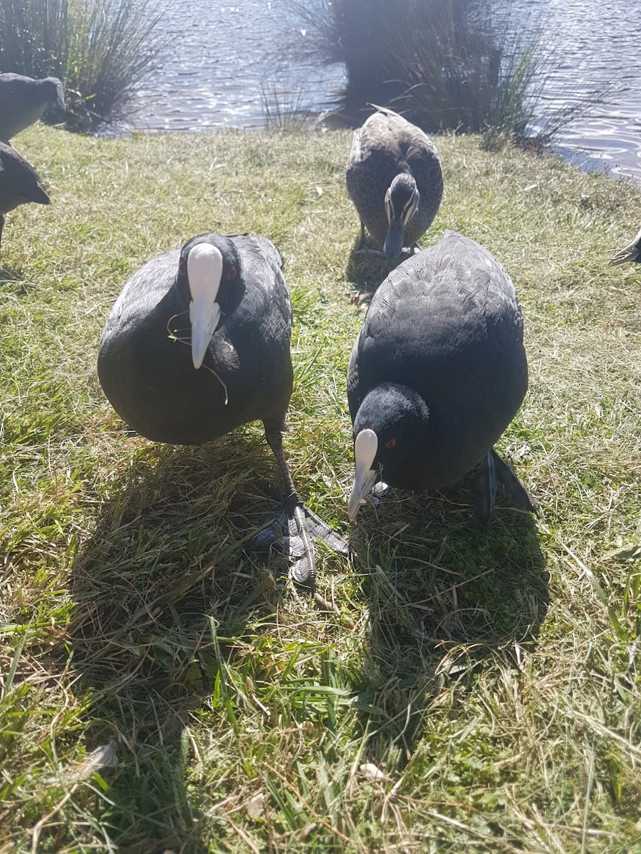 sothøne - ML646783762