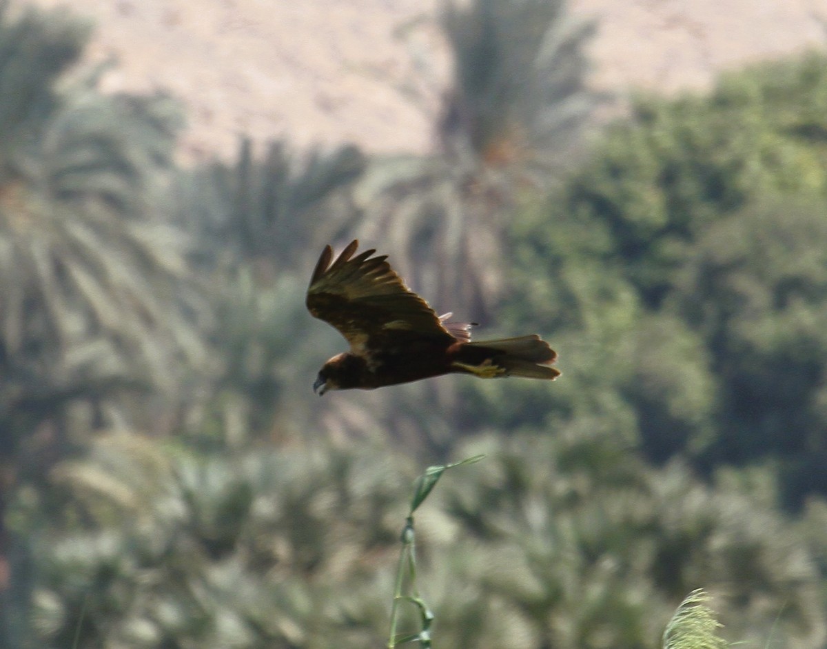Western Marsh Harrier - ML646783763