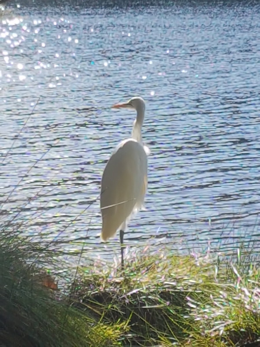 egretthegre - ML646783764