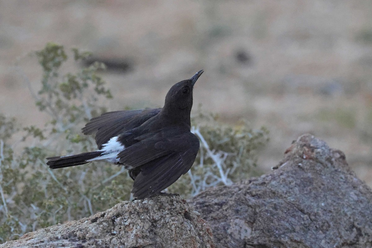 Mountain Chat - ML646783775