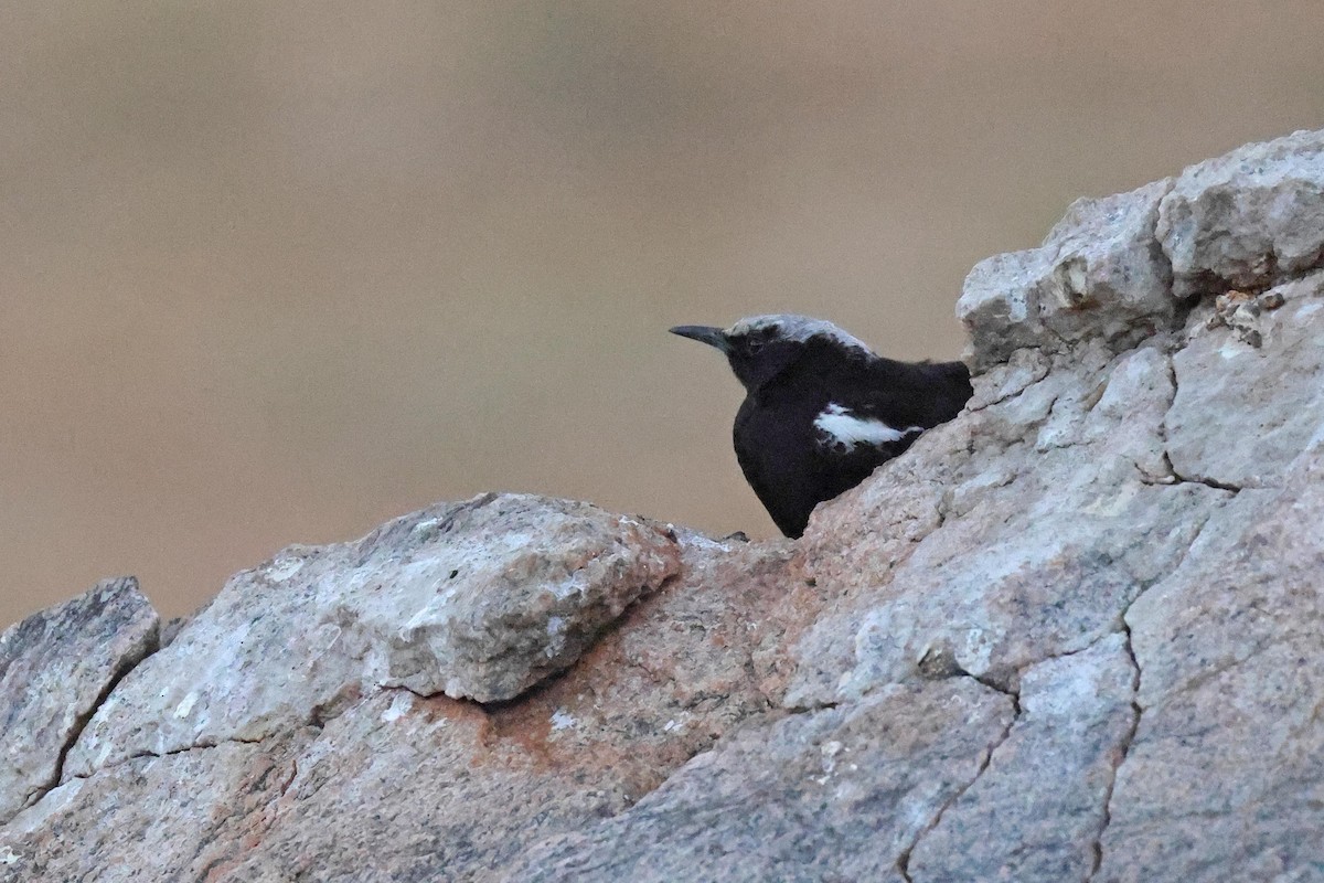 Mountain Chat - ML646783778