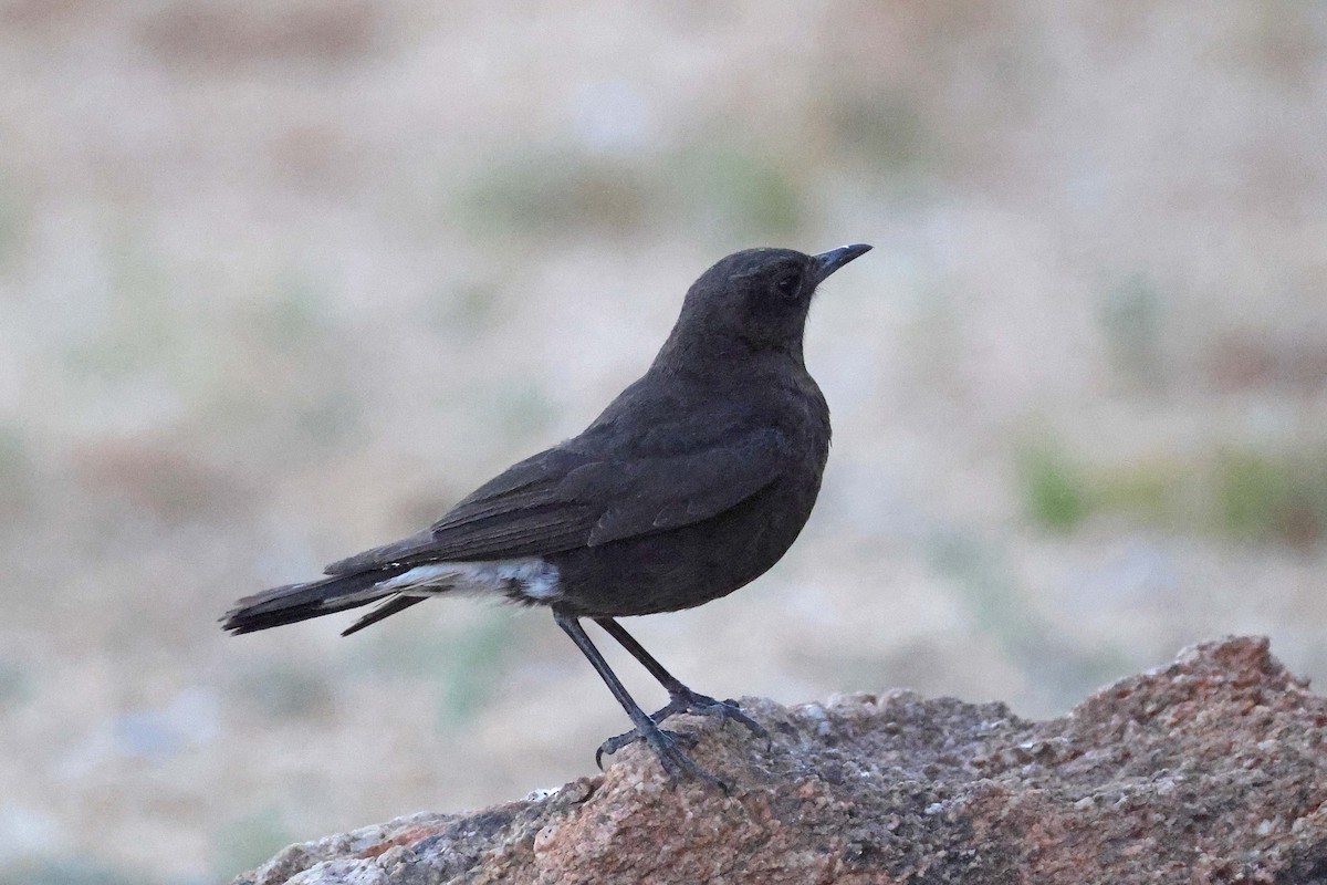 Mountain Chat - ML646783779