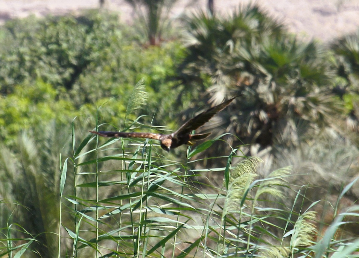 Western Marsh Harrier - ML646783782