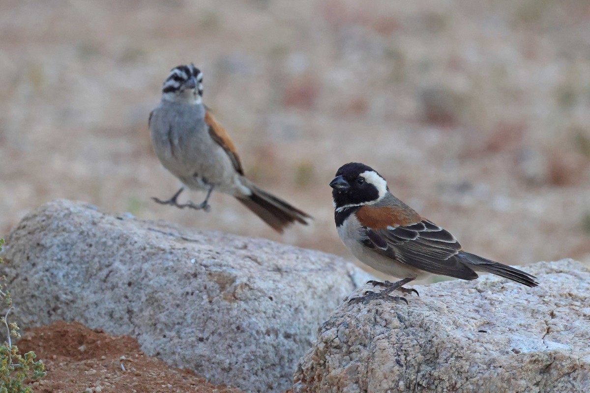 Cape Sparrow - ML646783784