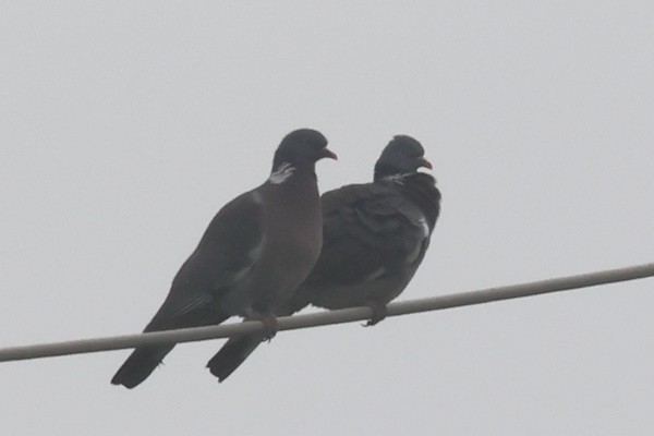 Colombaccio - ML646783792