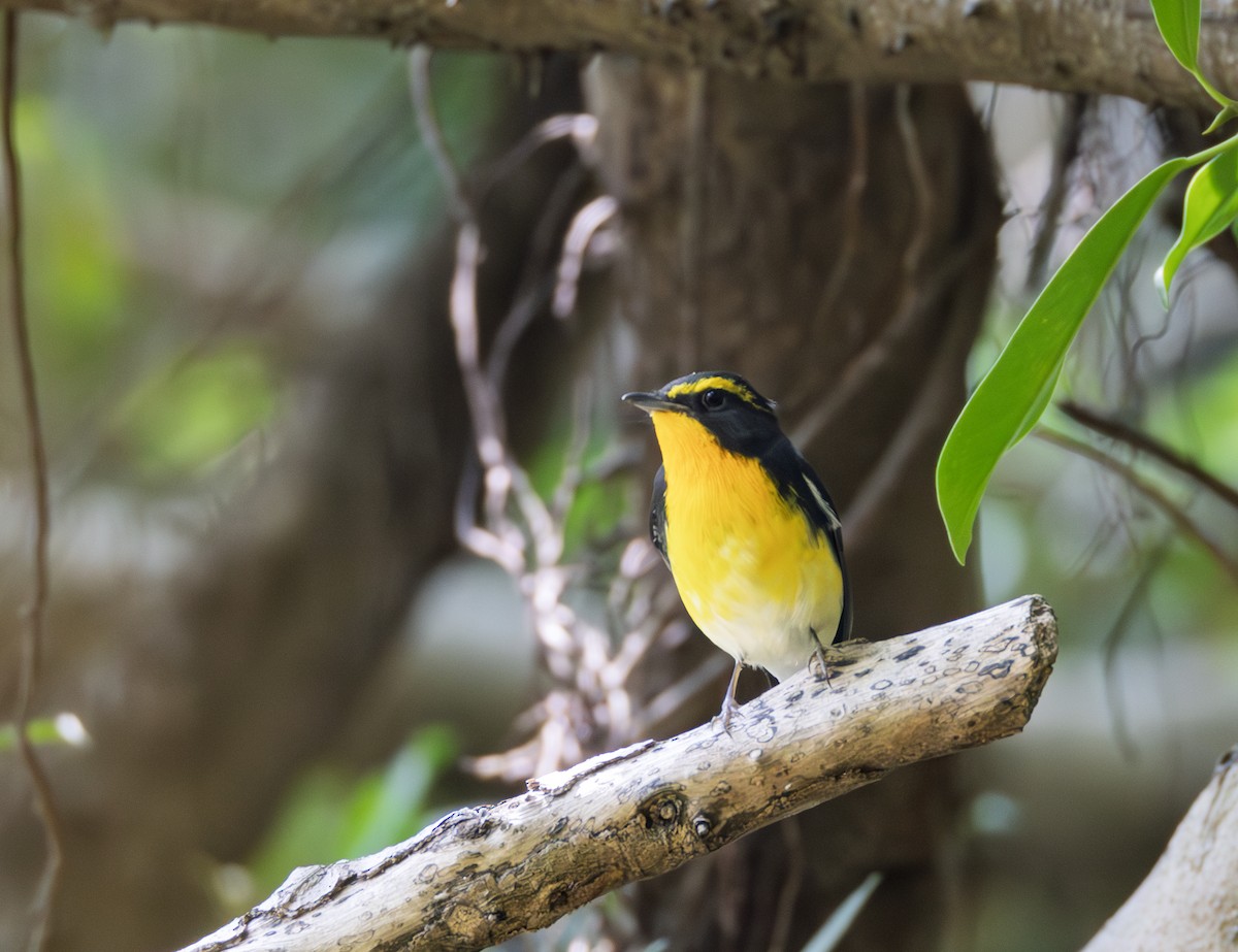 黃眉黃鶲 - ML646783793
