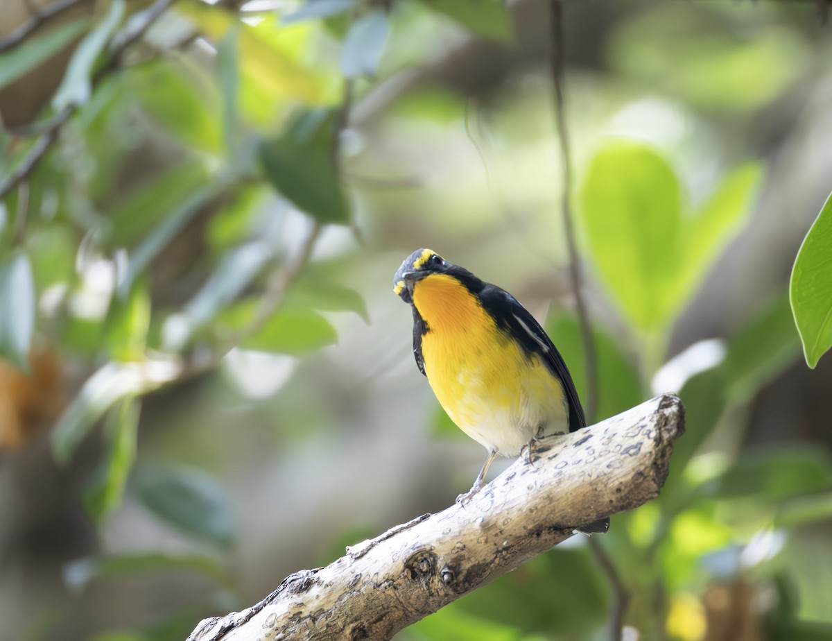 黃眉黃鶲 - ML646783794