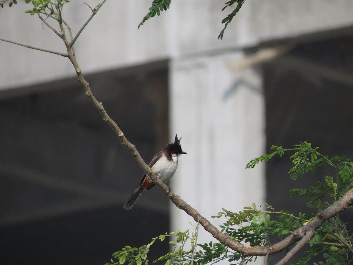 Red-whiskered Bulbul - ML646783799
