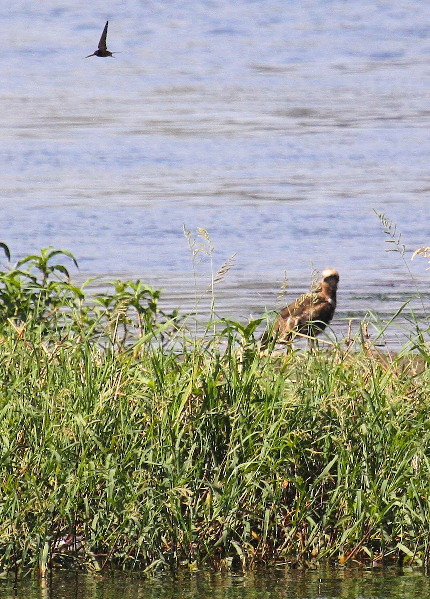 Western Marsh Harrier - ML646783801
