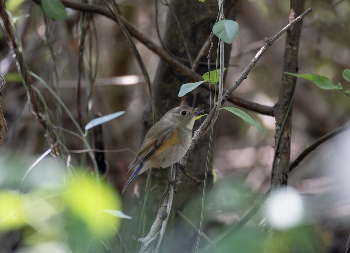 כחול זנב - ML646783802