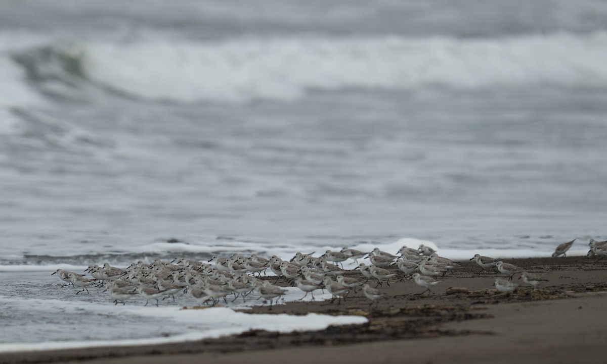 Txirri zuria - ML646783803