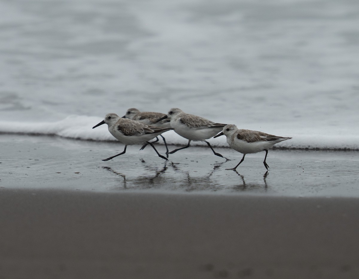 Txirri zuria - ML646783804