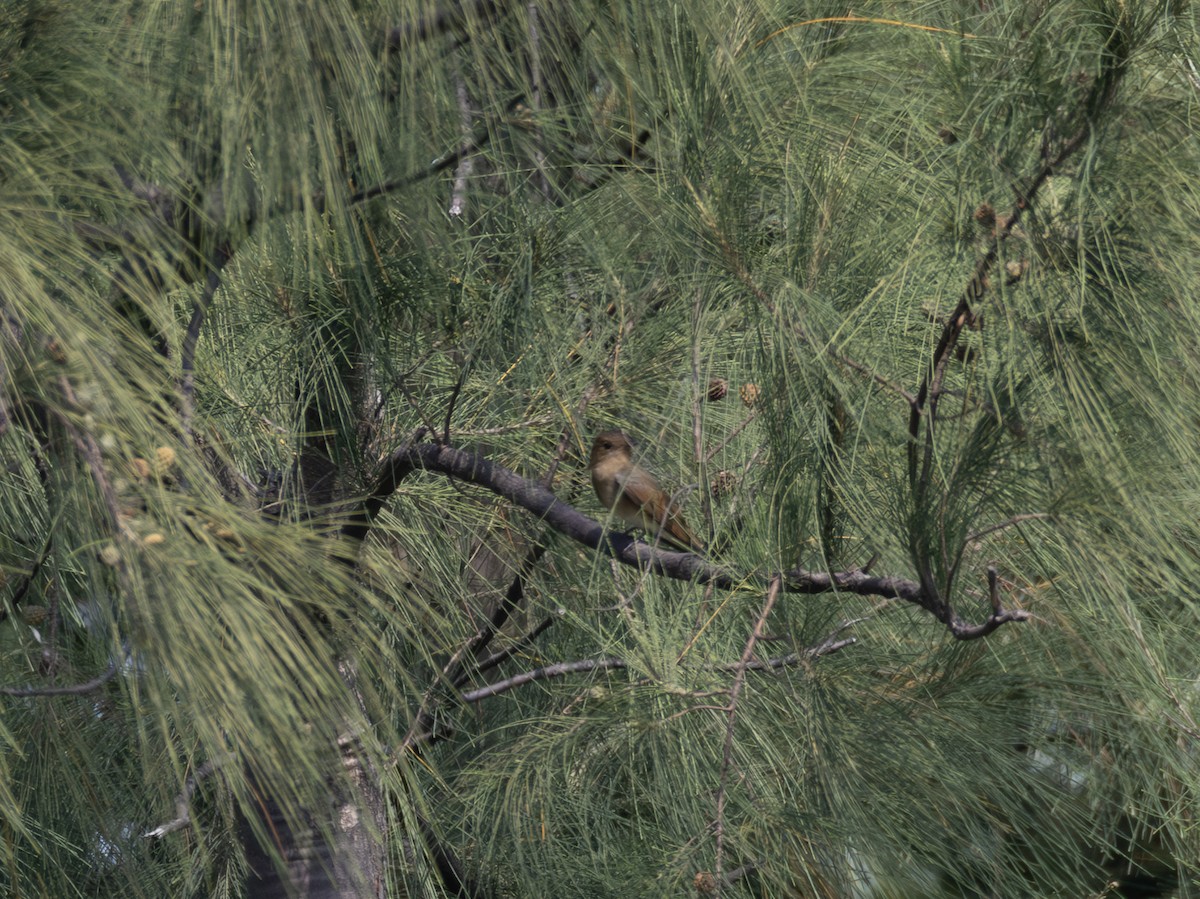 Blue-and-white Flycatcher - ML646783806