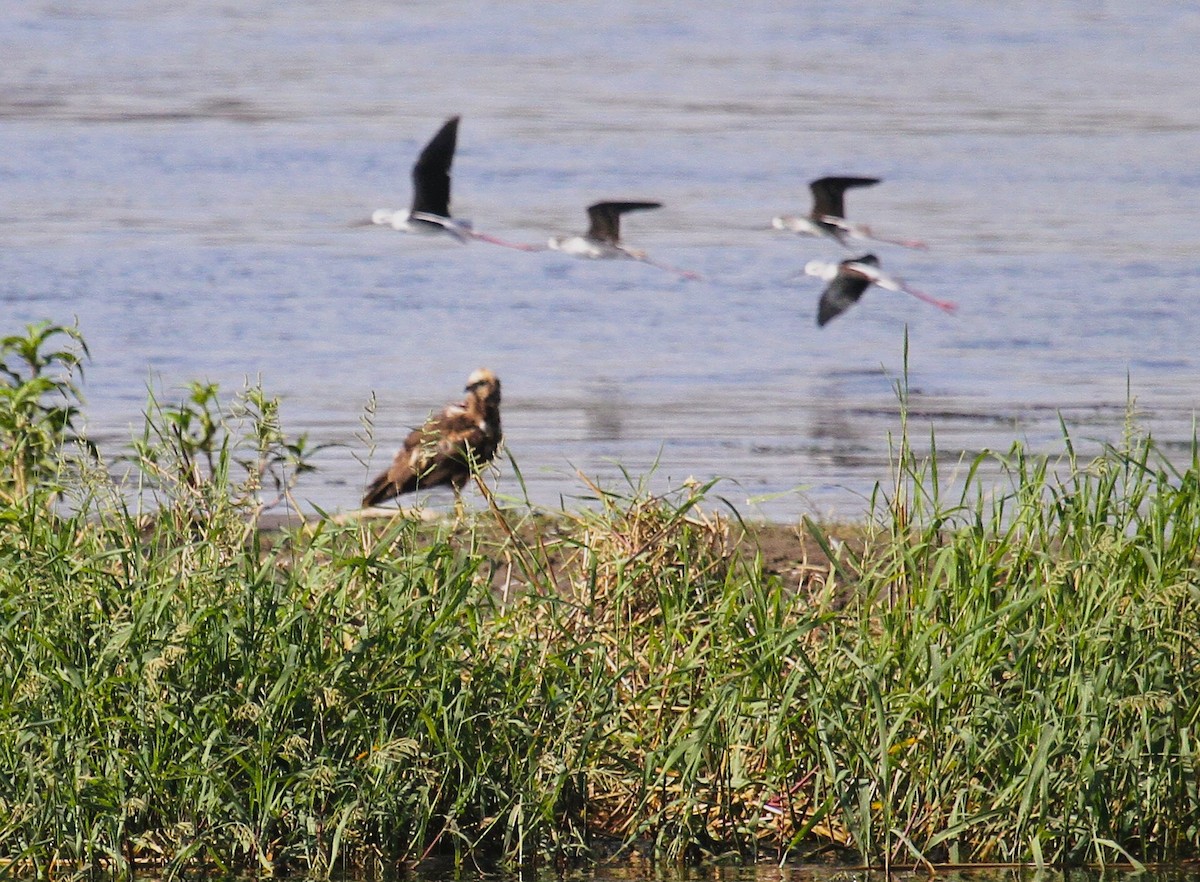 Western Marsh Harrier - ML646783820